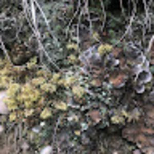 Meet your Posher, Lachlan & myka